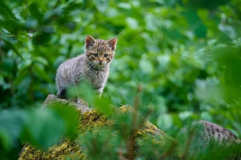 A solitary kitten on a rock in a green forest, a young European wildcat (Felis silvestris), Hesse,