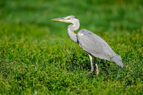 Grey Heron (Ardea cinerea), Dümmer, Lembruch, Lower Saxony, Germany