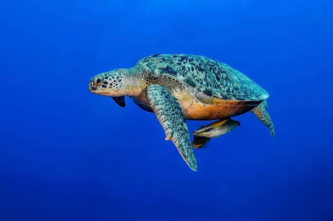 Underwater photograph of an adult green turtle (Chelonia mydas) . The green turtle – formerly also