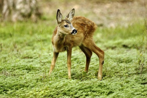 Animals, Mammals, Fawn, Roe Deer Fawn, Capreolus Capreolus, Germany