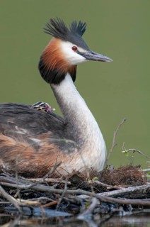 Great Crested Grebe (Podiceps cristatus) at its nest, Oldenburg Münsterland, Lower Saxony, Germany