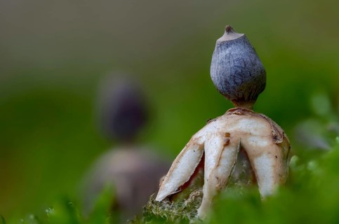 Earth star, geastrum quadrifidum, small nest star, nest star, old, four-footed earthstar, fungi,