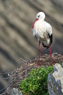 White storks, ciconia ciconia, nesting in a storks colony in the rocky cliffs of Cabo Raso at the