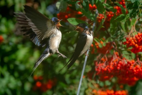 Hirundo rustica, barn swallow, birds, passeri, swallows, songbirds, birds