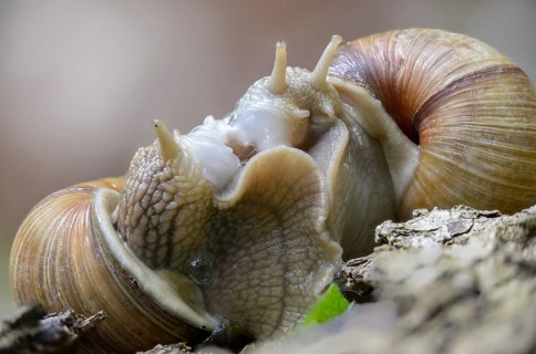Helix pomatia, gastropod, copula, mating, mollusca, mating, snails, snails, molluscs