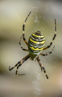 Argiope Brünnichi, silk ribbon spider, wasp spider, high size, portrait format, spider, spiders,