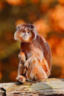 Javan lutung (Trachypithecus auratus) perched on a tree trunk, orange-brown colour variant, in