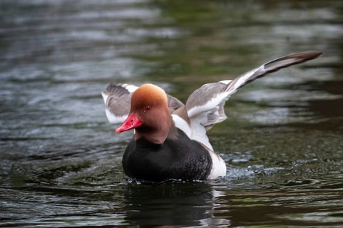 Common duck, netta rufina, red-crested pochard, anatidae, birds, ducks, ducks, ducks, male, birds,