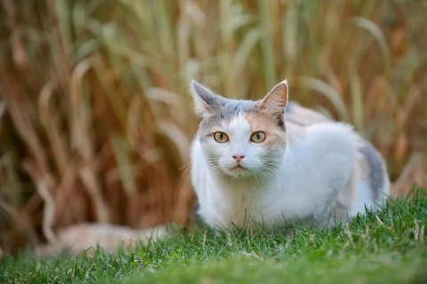 Domestic cat, tortoiseshell cat lying in a meadow, North Rhine-Westphalia, Germany