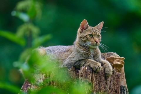 A wildcat peering out from a tree trunk, surrounded by nature, European wildcat (Felis silvestris),