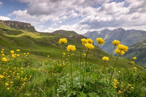Goblin flower (Trollius europaeus), mountain meadow in the Hohe Tauern National Park, Heiligenblut,