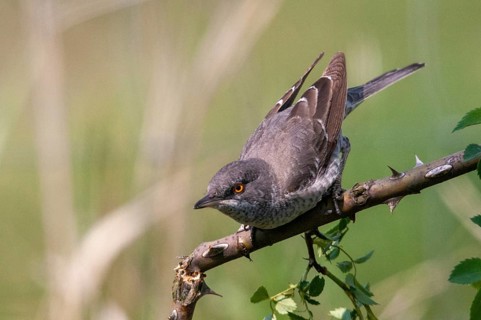 Barred Warbler, Brandenburg, Germany, Nabu, national natural heritage, Grünhaus natural paradise,