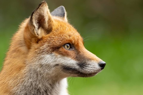 Red fox (Vulpes vulpes) adult animal head portrait, England, United Kingdom