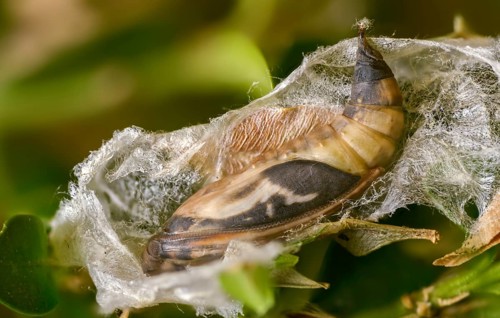 Box tree moth, boxwood moth, boxwood moth, cydalima perspectalis, moth, web, insects, moths, pupa,