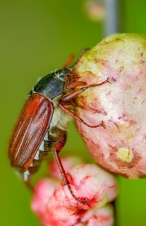 Leaf horn beetle, field may beetle, common may beetle, may bug, melolontha melolontha,