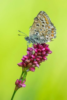 Common Blue (Polyommatus icarus), Goldenstedt, Lower Saxony, Germany