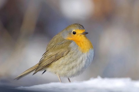 Robin - Robin - Erithacus rubecula, Germany