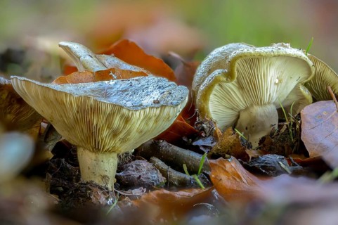 Agaricus blennius, beech milkcap, grey-green milkling, lactarius blennius, lactarius viridis,