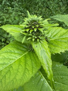Great Telekie (Telekia speciosa), invasive, Piesberg Landscape Park, Lower Saxony, Germany
