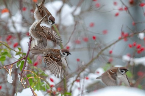 Tree sparrow, dog rose, Passer Montanus, pink canina, rosaceae, rose family, sparrow, tree sparrow,