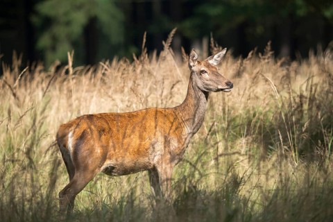 Artiodactyla, Cervus Elaphus, even-toed ungulate, cloven-hoofed, red deer, red deer, adult, deer,