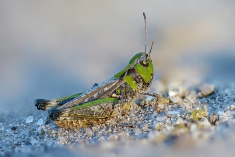 Acrididae, Brandenburg, Caelifera, Common Club Grasshopper, Germany, field locusts, spotted club