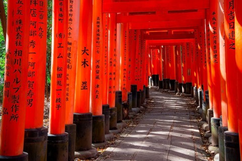 Walk through hundreds of red traditional torii gates, Fushimi Inari Taisha, Shinto Shrine, Fushimi