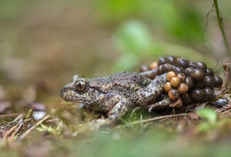 Alytes obstetricans, common midwife toad, obstetrician toad, northern obstetrician toad,