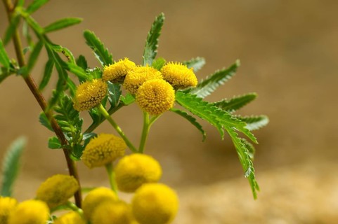 Asteraceae, chrysanthemum vulgare, daisy, tansy, tanacetum vulgare, tansy, wormwort, bitter