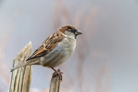 House sparrow, Passer domesticus, sparrow, birds, garden, garden fence, male, passeri, songbirds,