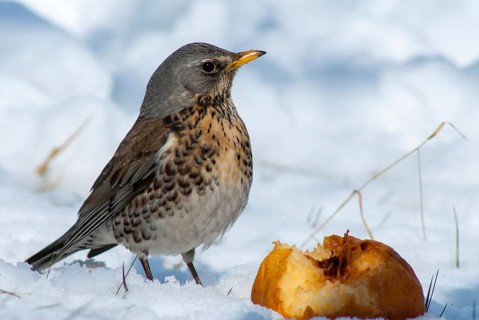 Fieldfares, Turdus pilaris, juniper thrush, birds, thrush, passeri, songbirds, thrush, birds,