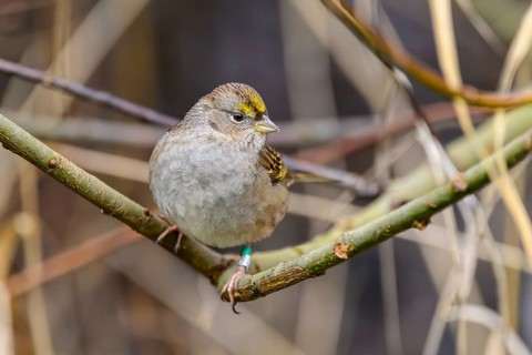 Golden-crowned sparrow, (Zonotrichia atricapilla), West Dyke Trail, Terra Nova Rural Park,