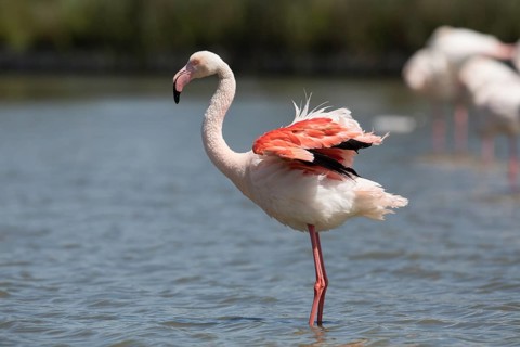 Pink flamingo (Phoenicopterus roseus), marshland near the Rhône delta, Provence, Camargue, France