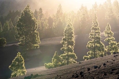 Canary Island pines (Pinus canariensis) and pine forest bathed in the morning backlight. Mirador
