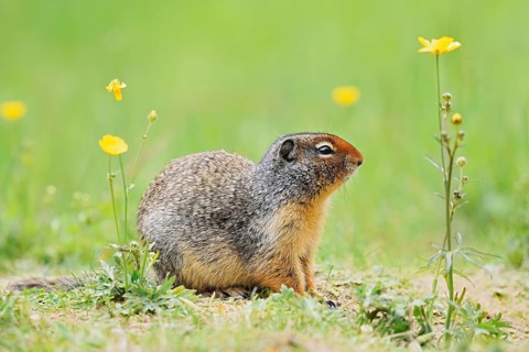 Columbia ground squirrel (Urocitellus columbianus, Spermophilus columbianus) in a flower meadow,