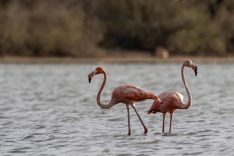 Cuba flamingos (Phoenicopterus ruber), Curacao