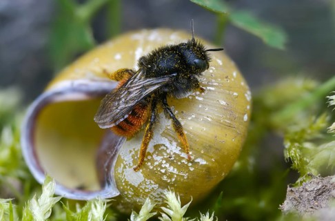 Hymenoptera, osmia bicolor, hymenoptera, snail shell bee, bicolor snail house bee, insects,
