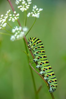 Papilio machaon, swallowtail, swallowtail, butterfly, high size, portrait, inchworm, insects,