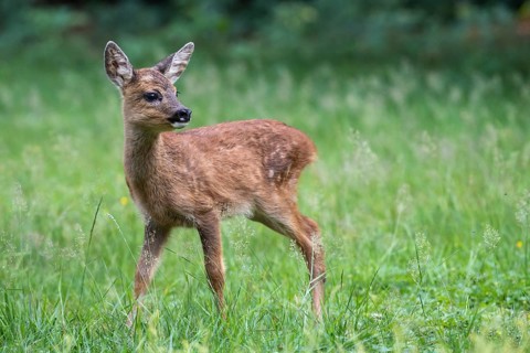 Roe deer, fawn (Capreolus capreolus), Vechta, Lower Saxony, Germany