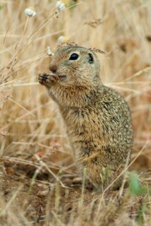 Citellus citellus, European ground squirrel, common ground squirrel, rodents, rodentia, Bulgaria,