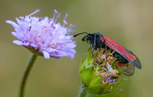 Beaver ram, blood droplet burnet, thyme ram, zygaena minos, blood droplets, butterfly, insects,