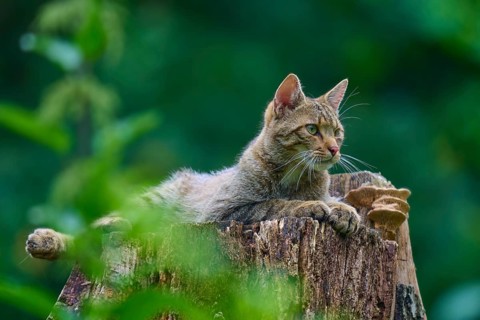 A wildcat gazes intently into the distance from a tree trunk, European wildcat (Felis silvestris),
