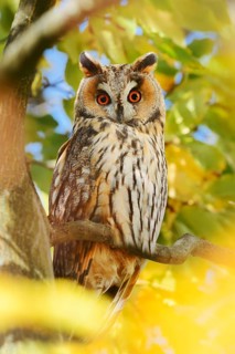 Long-eared owl (Asio otus) sitting in a tree in autumn, North Rhine-Westphalia, Germany