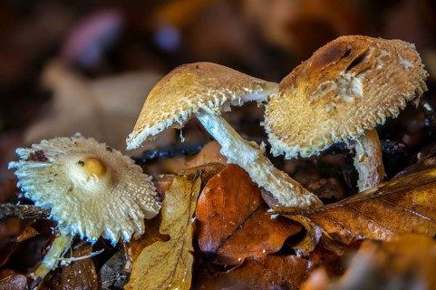 Lepiota clypeolaria, lepiota colubrina, shaggy-stalked lepiota, shield dapperling, woolly booted