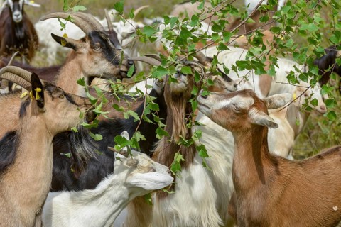 Artiodactyla, Capra Aegagrus Hircus, even-toed ungulate, domestic goat, cloven-hoofed, Pöllwitzer
