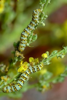 Cucullia lychnitis, grey-pollinated woolly monk, Shargacucullia lychnitis, later mullein monk,