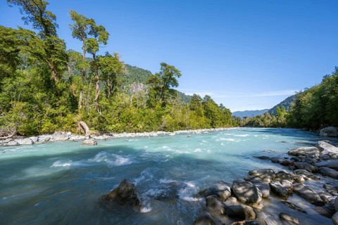 Turquoise blue Rio Blanco river flows through temperate rainforest, Valdivian or northern
