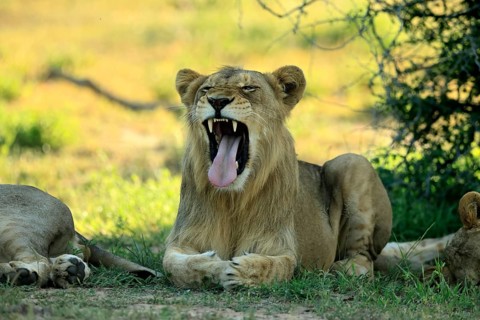 Lion (Panthera leo), adult, male, young male, lying down, yawning, on the ground, Kruger National