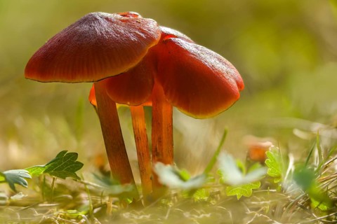 Hygrocybe conica, hygrocybe conica agg, conical sapling, blackening sapling, blackening waxcap,