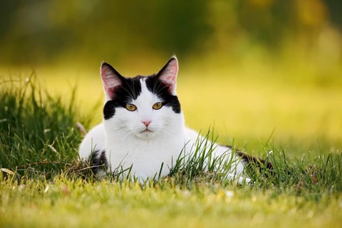 Domestic cat lying in a meadow, North Rhine-Westphalia, Germany